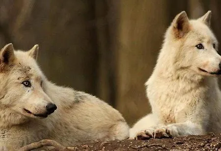 La Pagode Holiday home *